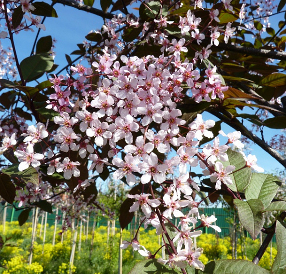 Черемуха обыкновенная 'Колората'