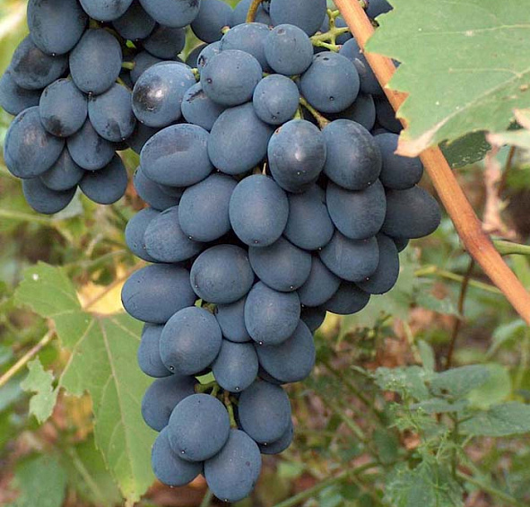 Виноград Августа