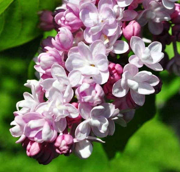 Сирень обыкновенная 'Бель де Ненси' (бело - розовая)