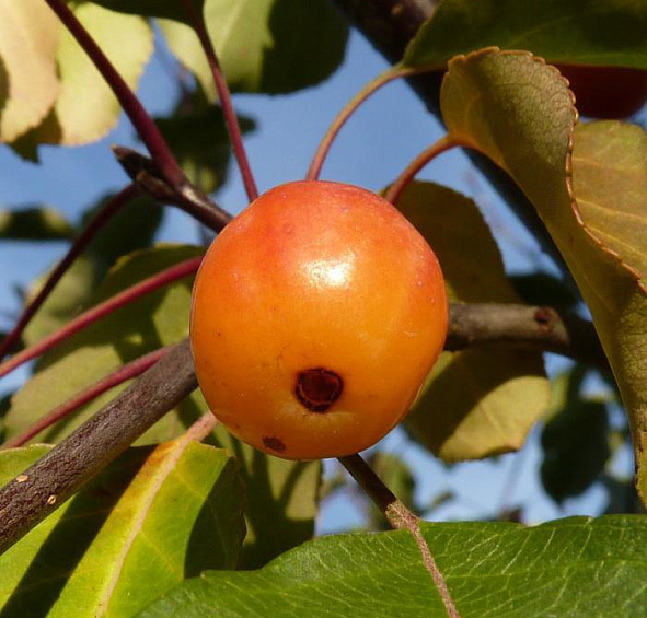 Яблоня декоративная 'Профьюжн'