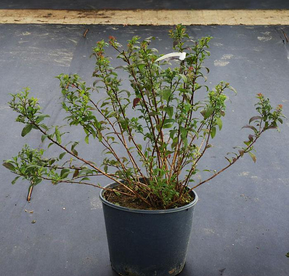 Спирея японская 'Манон'