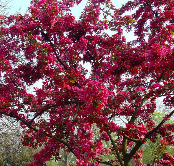 Яблоня декоративная 'Роялти'