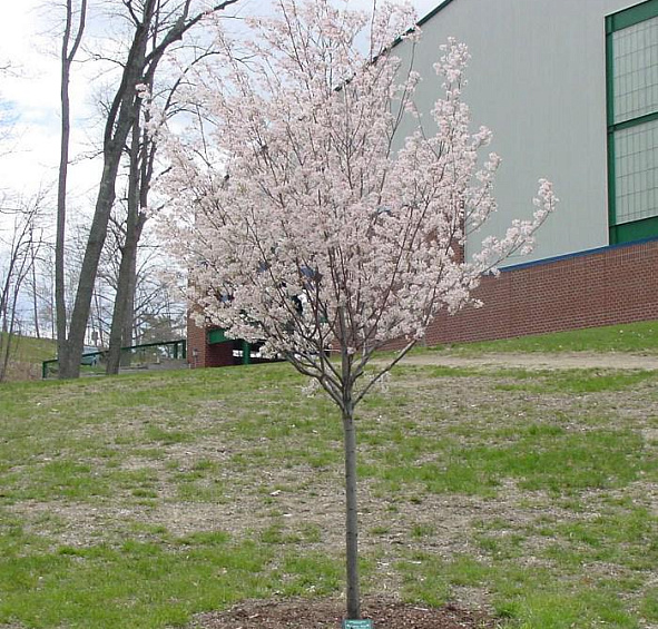 Ирга древовидная Робин Хилл (Robin Hill)