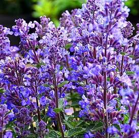 Котовник Фассенa 'Сикс  Хиллз Джайнт'