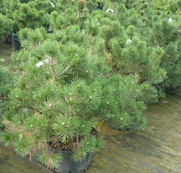 Сосна Черная (Pinus nigra)