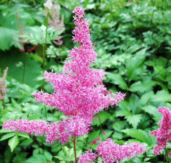 Астильба японская Бремен