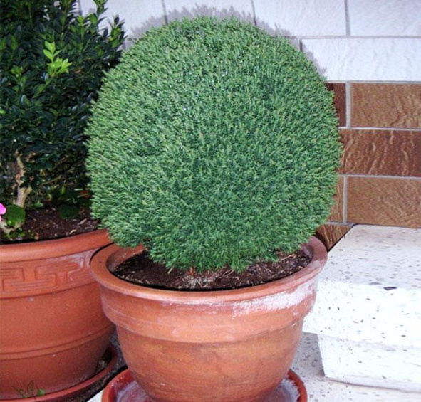 Туя западная Тедди (Teddy)