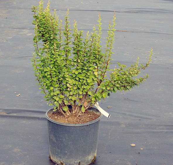 Барбарис Тунберга 'Паувау'