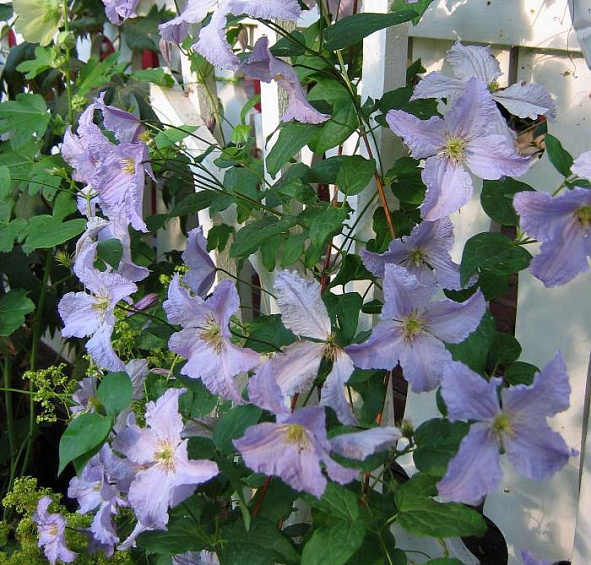Клематис 'Блю Энджел'