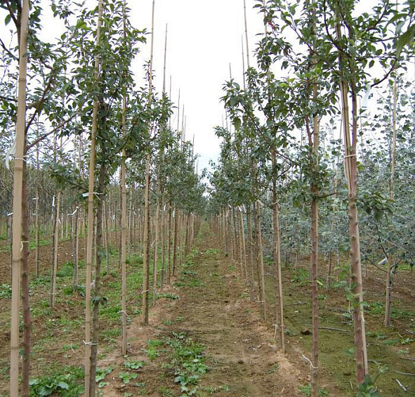 Яблоня декоративная 'Эверест'