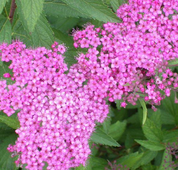 Спирея японская