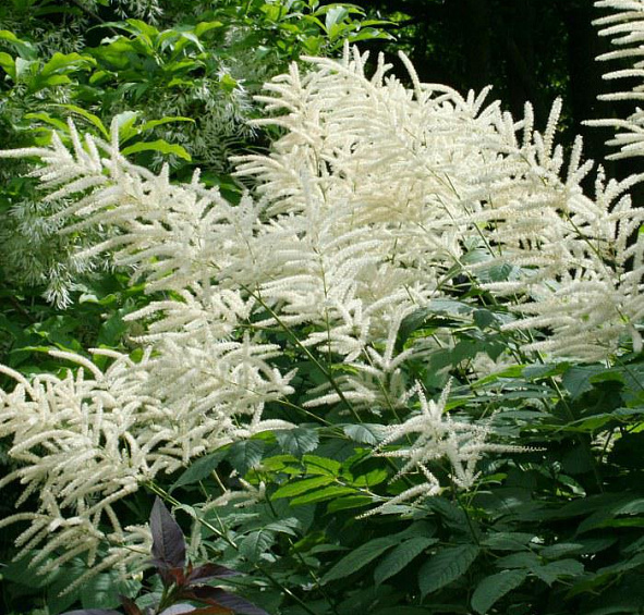 Волжанка двудомная