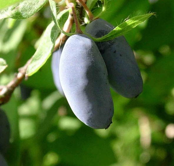 Жимолость съедобная 'Синяя Птица'