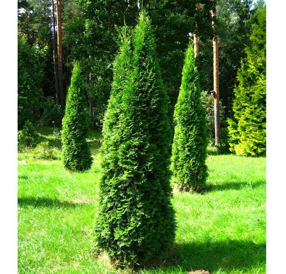 Туя западная 'Смарагд'