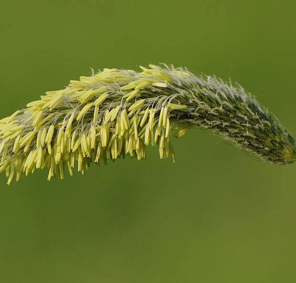 Лисохвост луговой