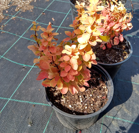 Барбарис Тунберга 'Мария'