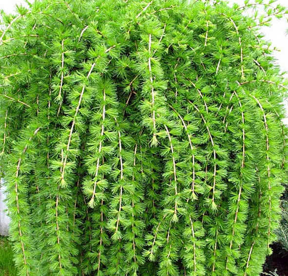 Лиственница европейская Пендула (Pendula)