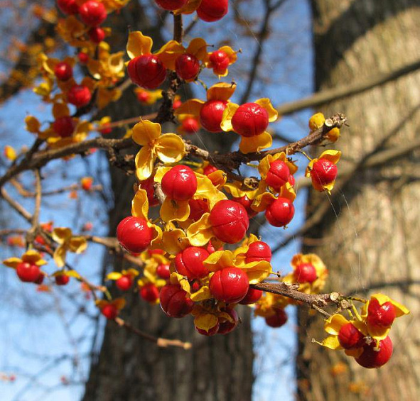 Древогубец круглолистный