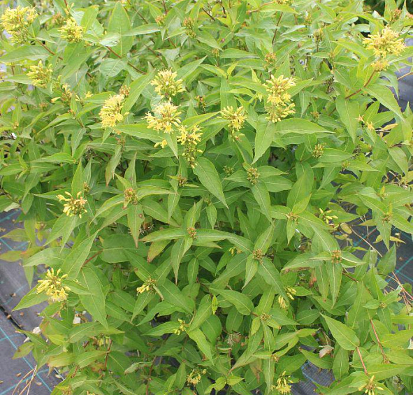 Диервилла сидячелистная 'Баттерфлай'