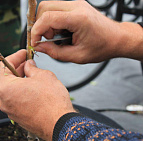 День рождения ресторана Джамбу 2014 - садовый центр Южный
 День рождения ресторана Джамбу 2014