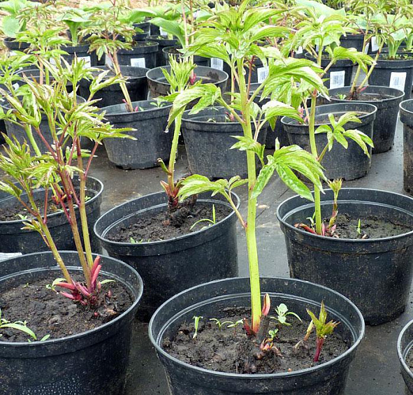 Пион молочноцветковый 'Александр Флеминг' (розовый)