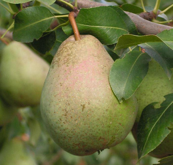 Груша 'Белорусская поздняя'