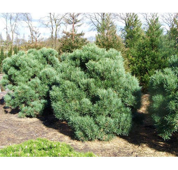 Сосна обыкновенная 'Ватерери'