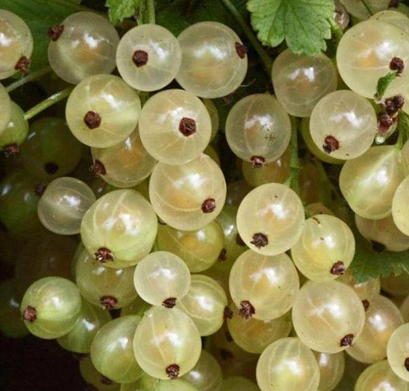 Смородина Смольяниновская (Белая Смольяниновой)