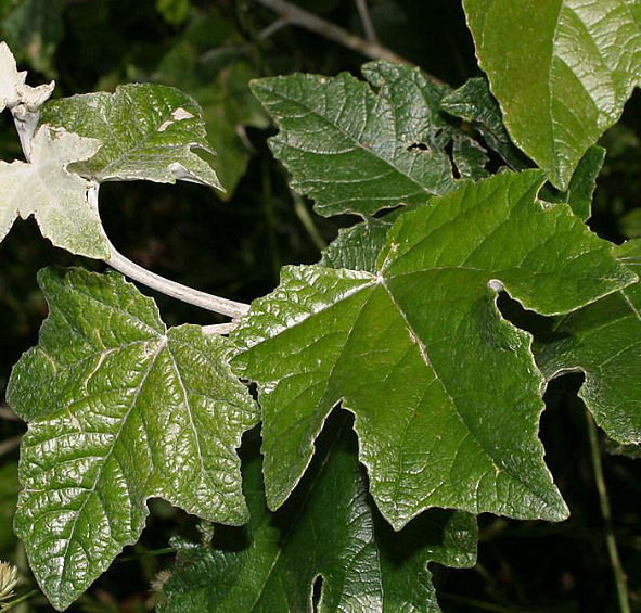 Тополь белый