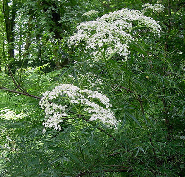 Бузина черная рассеченнолистная (f.laciniata)