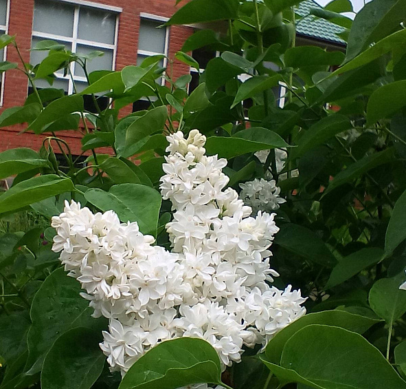 Сирень обыкновенная Моник Лемуан (Monique Lemoine)