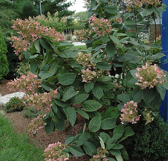 Гортензия метельчатая 'Пинк Даймонд'