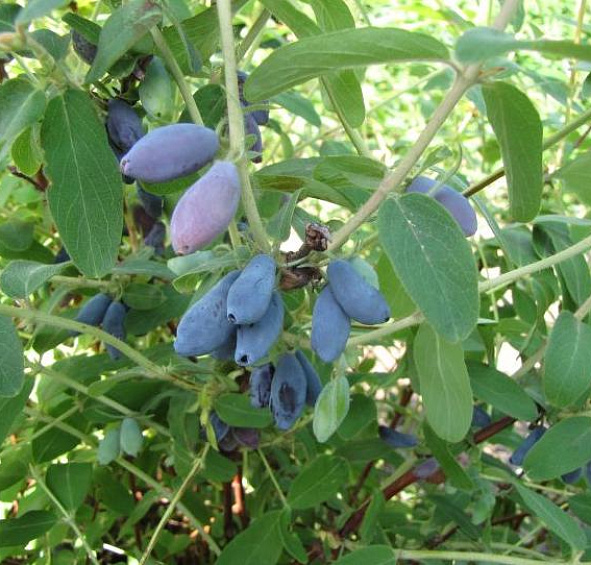 Жимолость съедобная 'Лакомка'