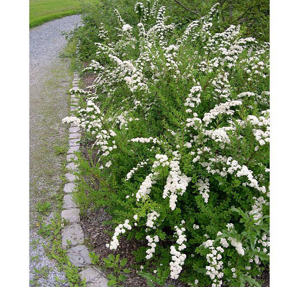 Спирея ниппонская 'Сноумаунд'