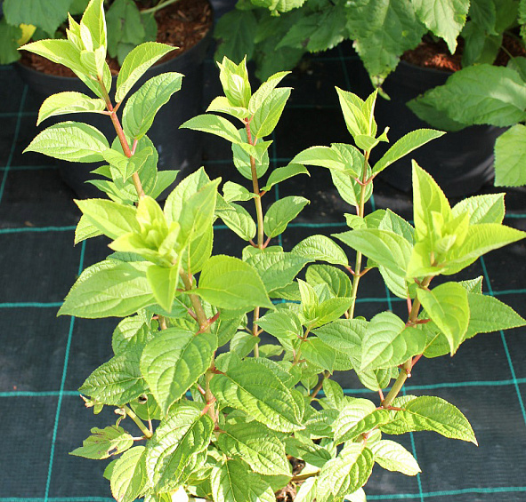 Гортензия метельчатая 'Лаймлайт'