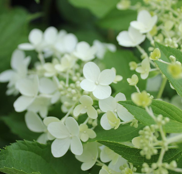 Гортензия метельчатая 'Долли'