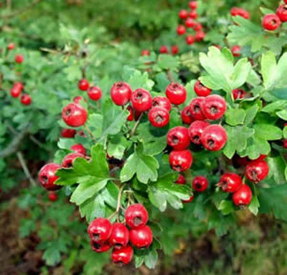 Боярышник Арнольда