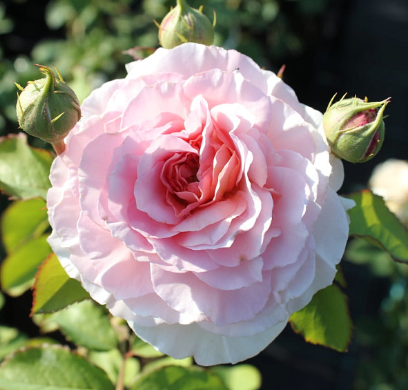 Роза 'Цезарь' (плетистая)(розовая)