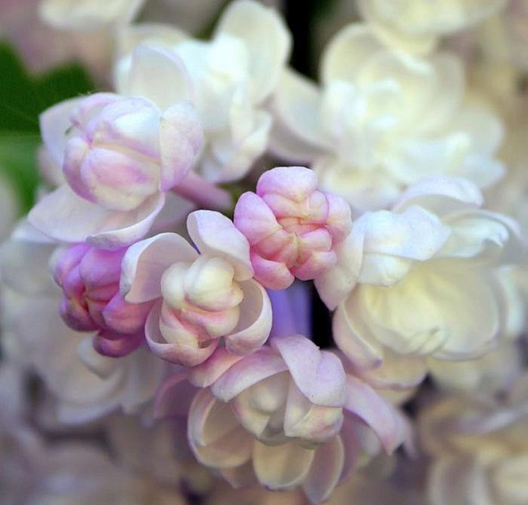 Сирень обыкновенная 'Красавица Москвы' (розово - белая)