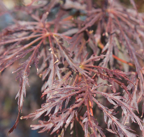 Клен дланевидный 'Диссектум Гарнет'