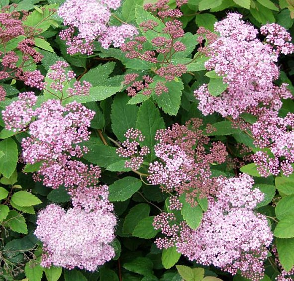 Спирея японская 'Манон'