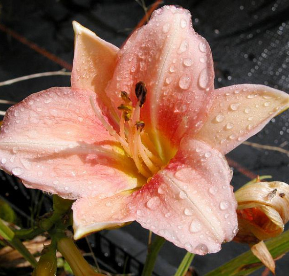 Лилейник Анна Варнер