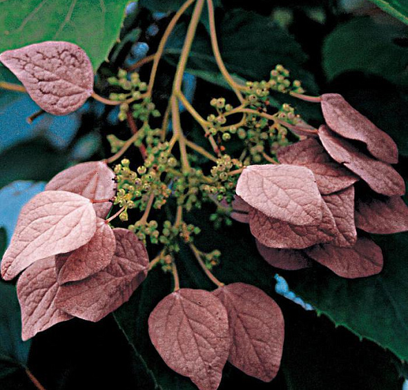 Схизофрагма гортензиевидная