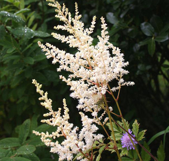 Астильба арендса Браутшлейер