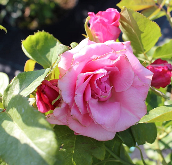 Роза 'Парадайз' (чайно-гибридная) (фиолетовая)