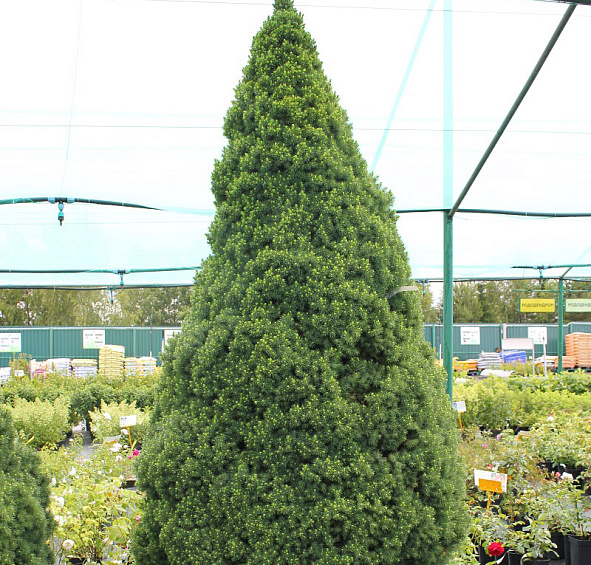 Ель сизая 'Коника'