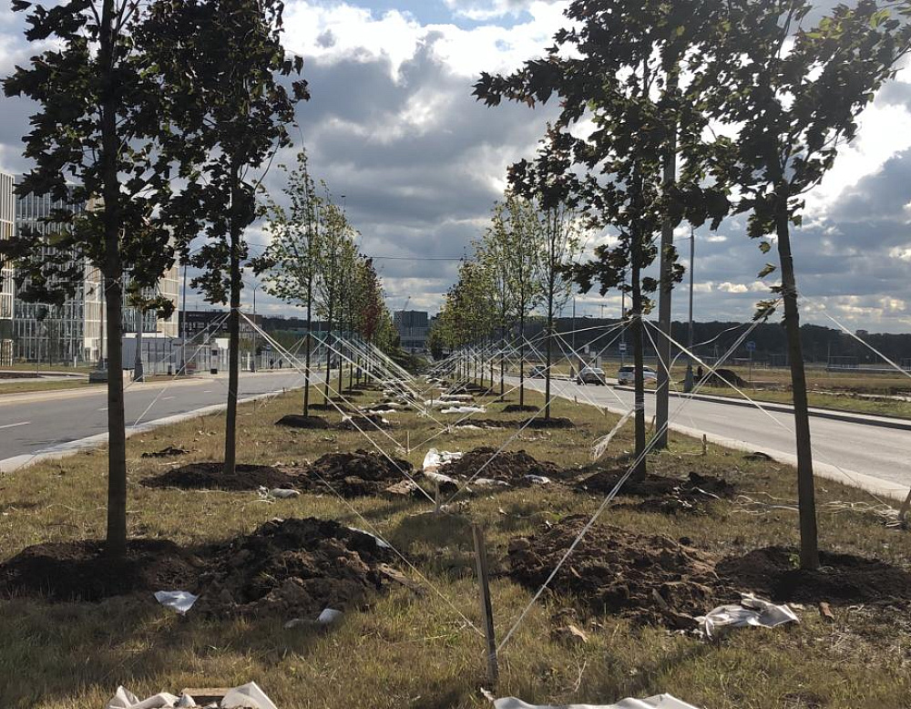 Благоустройство дорожного участка в посёлке Комунарка – Южный Озелеленение Комунарка