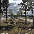 Благоустройство дорожного участка в посёлке Комунарка – Южный Озелеленение Комунарка