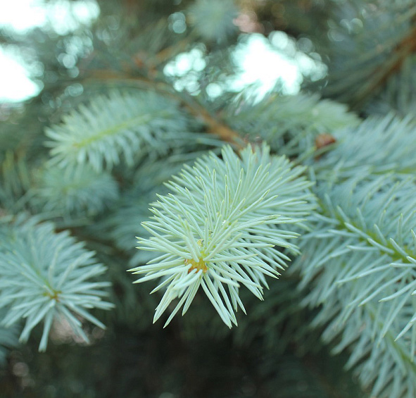 Ель колючая 'Блу Даймонд'