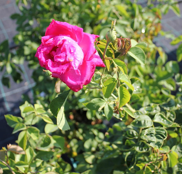 Роза 'Каприз де Мейланд' (чайно-гибридная) (розовая)